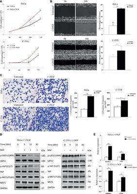 NGF Signaling Interacts With the Hippo/YAP Pathway to Regulate Cervical Cancer Progression